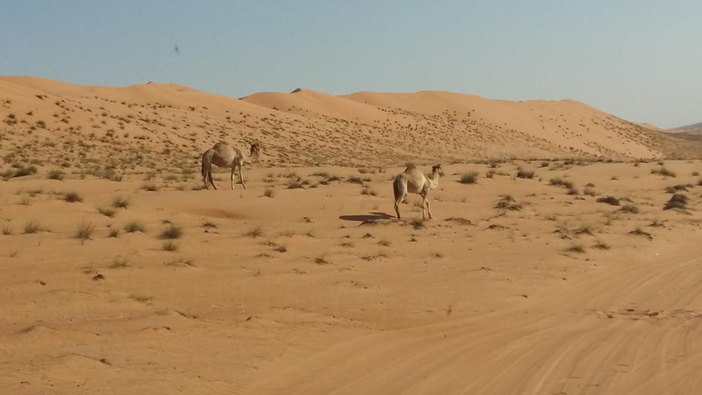Silent Dunes Camp Hawiyah ภายนอก รูปภาพ