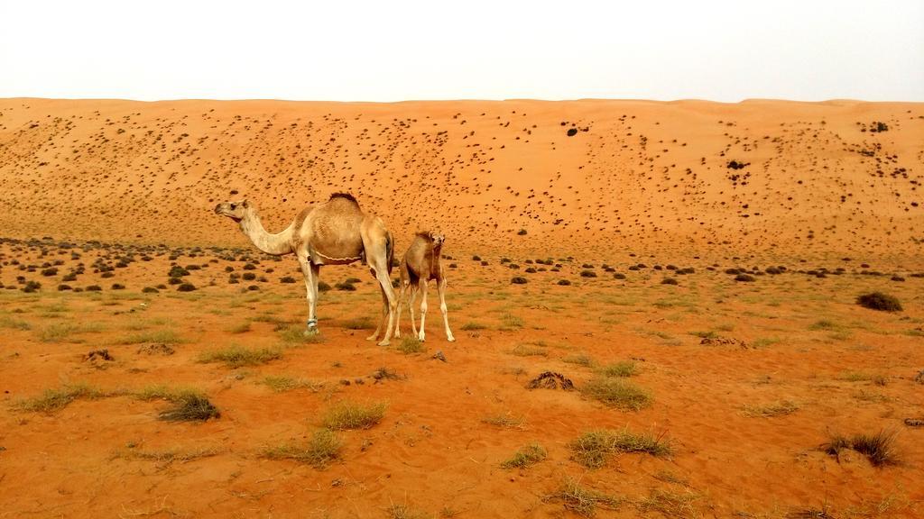 Silent Dunes Camp Hawiyah ภายนอก รูปภาพ
